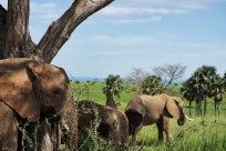 Éléphants d'Afrique / African elephants
